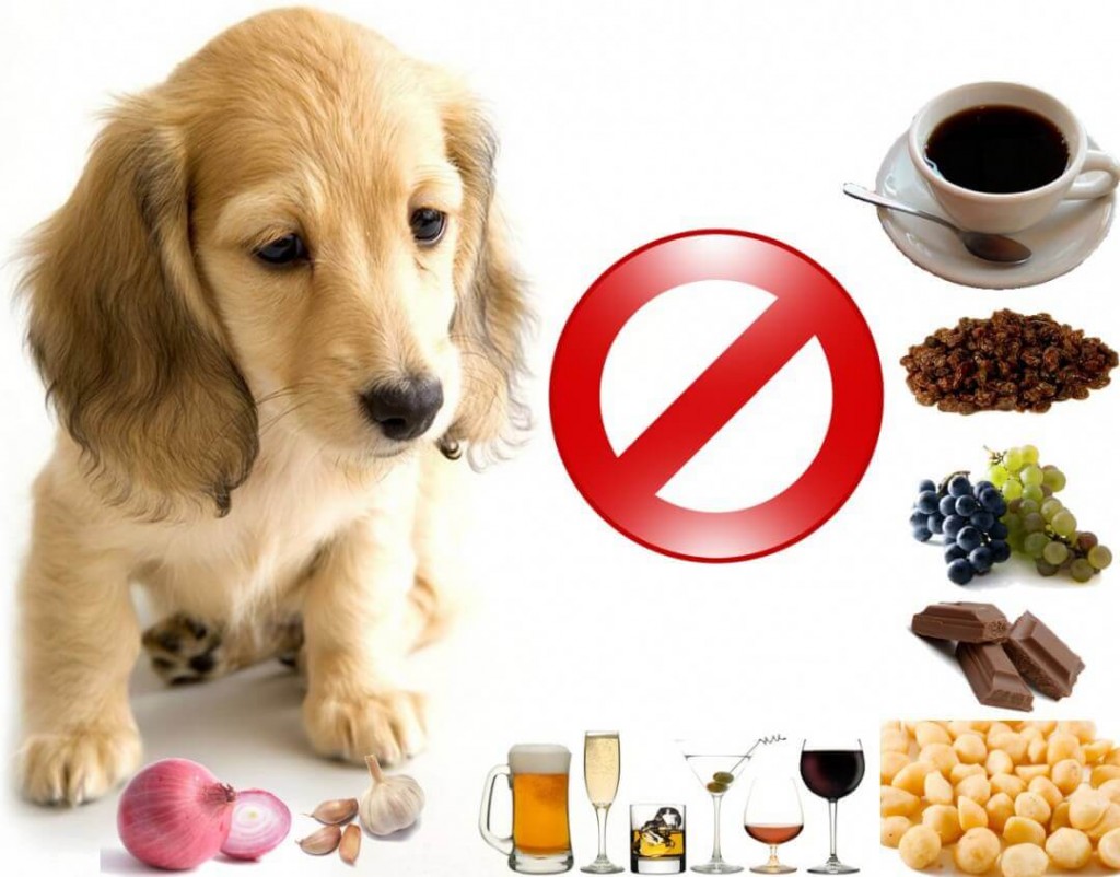 alimentos tóxicos proibidos para cães