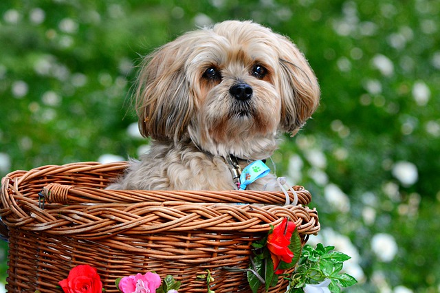 Lhasa Apso Lhasa Apso