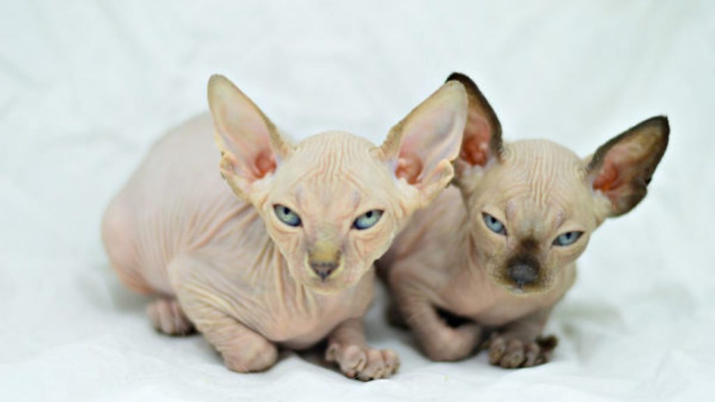 Sphynx O 1º Gato Sem Pelo
