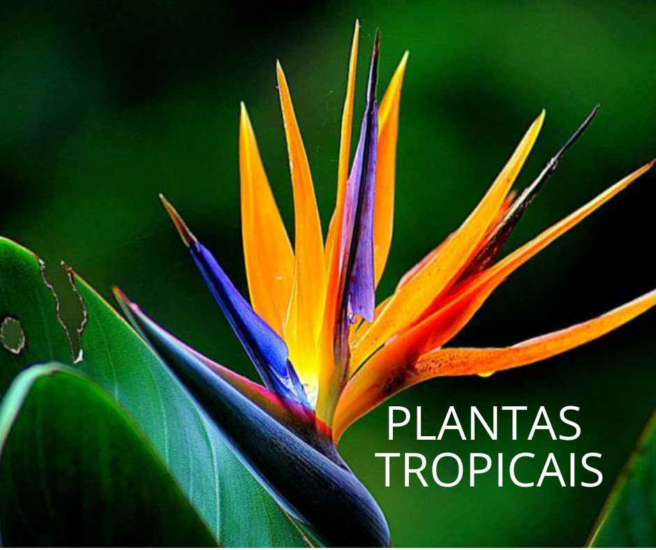 Plantas tropicais etapa