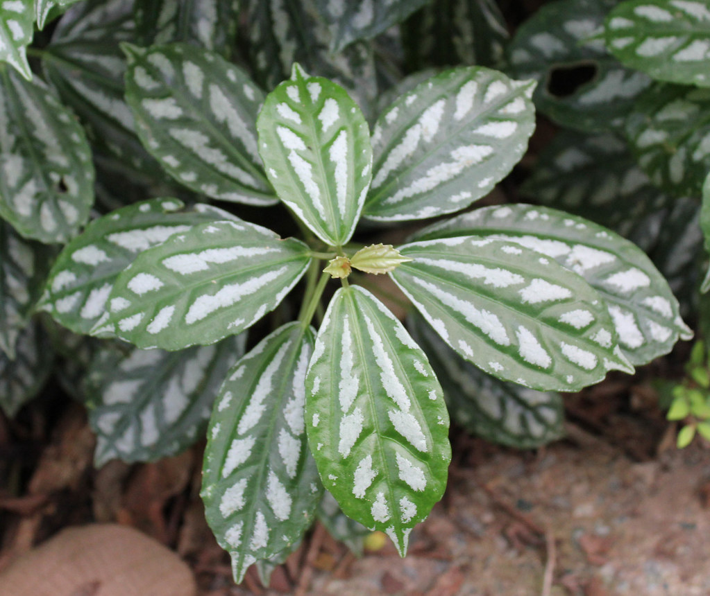 Planta alumínio – pílea alumínio