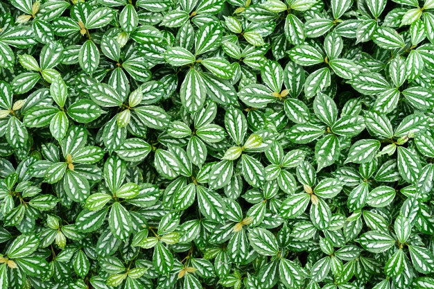 Planta alumínio – pílea alumínio